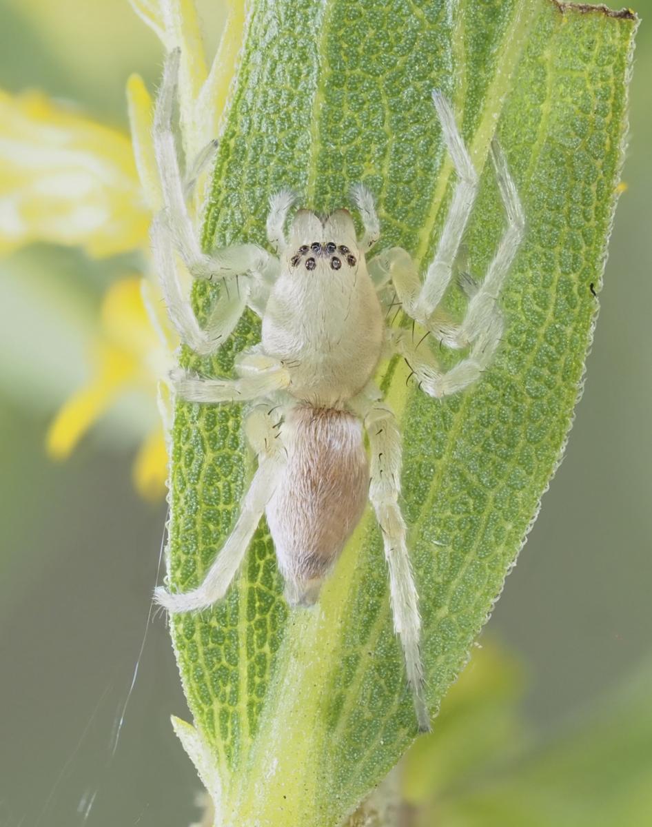 Hibana gracilis (Garden Ghost Spider) The Arboretum